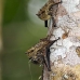bat_longnosed_la_v_1044_ecu3123.jpg